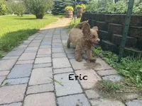 Erik F1BB mini, a male Miniature Goldendoodle for sale in Williamson, NY – 7 of 10