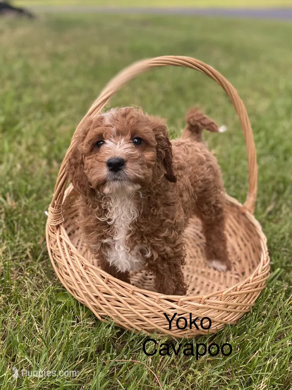 Yoko – Cavapoo, Cavalier King Charles Spaniel puppy for sale in Williamson, NY