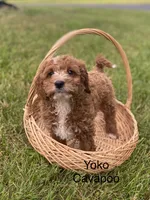 Yoko, a female Cavapoo and Cavalier King Charles Spaniel for sale in Williamson, NY – 2 of 7
