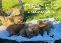 Gracie F1 larger mini , a female Goldendoodle and Golden Retriever for sale in Williamson, NY – 6 of 10