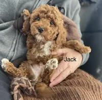 Jack ! F1BB, a male Poodle - Miniature  and Miniature Goldendoodle for sale in Williamson, NY – 3 of 8