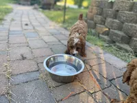 Yoko, a female Cavapoo and Cavalier King Charles Spaniel for sale in Williamson, NY – 5 of 7
