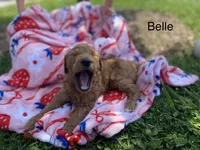 Belle f1B , a female Goldendoodle for sale in Williamson, NY – 4 of 8