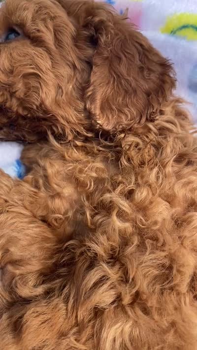 Michele , a female Cavapoo and Cavalier King Charles Spaniel for sale in Williamson, NY – 7 of 7