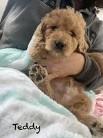 Teddy F1B, a male Goldendoodle and Poodle - Standard  for sale in Williamson, NY – Photo 3 of 5