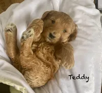 Teddy F1B, a male Goldendoodle and Poodle - Standard  for sale in Williamson, NY – Photo 5 of 5