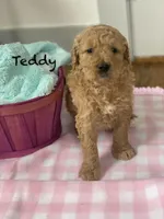 Teddy F1B, a male Goldendoodle and Poodle - Standard  for sale in Williamson, NY – Photo 4 of 5