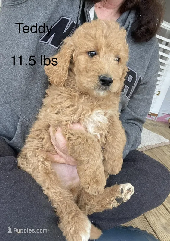 Teddy F1B – Goldendoodle, Poodle - Standard  puppy for sale in Williamson, NY