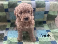 Teddy F1B, a male Goldendoodle and Poodle - Standard  for sale in Williamson, NY – Photo 2 of 5