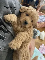 Teddy F1B, a male Goldendoodle and Poodle - Standard  for sale in Williamson, NY – Photo 1 of 5