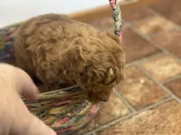 Lucy f1BB, a female Poodle - Miniature  and Miniature Goldendoodle for sale in Williamson, NY – 4 of 10