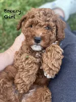Breeze, a female Goldendoodle for sale in Williamson, NY – 3 of 9