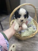 Albert mini, a male Cavapoo for sale in Williamson, NY – 9 of 9