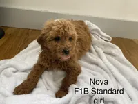 Nova F1B , a female Goldendoodle for sale in Williamson, NY – Photo 2 of 7