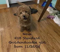 Nova F1B , a female Goldendoodle for sale in Williamson, NY – Photo 1 of 7