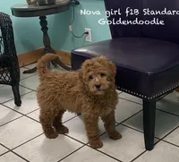 Nova F1B , a female Goldendoodle for sale in Williamson, NY – Photo 3 of 7