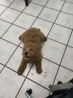 Nova F1B , a female Goldendoodle for sale in Williamson, NY – Photo 6 of 7