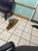 Nova F1B , a female Goldendoodle for sale in Williamson, NY – Photo 5 of 7