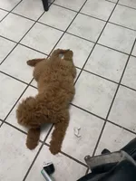 Nova F1B , a female Goldendoodle for sale in Williamson, NY – Photo 7 of 7