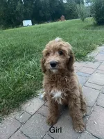 Fonzie , a female Goldendoodle for sale in Williamson, NY – 3 of 9