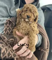 Lucy f1BB, a female Poodle - Miniature  and Miniature Goldendoodle for sale in Williamson, NY – 2 of 10