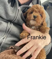 Frankie f1BB , a male Poodle - Miniature  and Miniature Goldendoodle for sale in Williamson, NY – 2 of 7