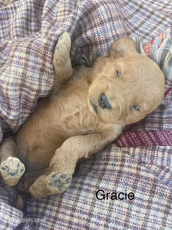 Gracie F1 larger mini  – Goldendoodle, Golden Retriever puppy for sale in Williamson, NY