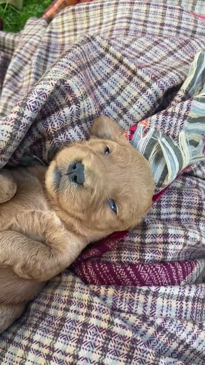 Gracie F1 larger mini , a female Goldendoodle and Golden Retriever for sale in Williamson, NY – 10 of 10