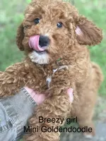 Breeze, a female Goldendoodle for sale in Williamson, NY – 2 of 9