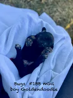 Bugs ! , a male Goldendoodle and Poodle - Miniature  for sale in Williamson, NY – 3 of 9