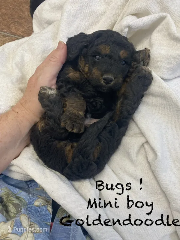Bugs !  – Goldendoodle, Poodle - Miniature  puppy for sale in Williamson, NY