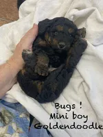 Bugs ! , a male Goldendoodle and Poodle - Miniature  for sale in Williamson, NY – 1 of 9