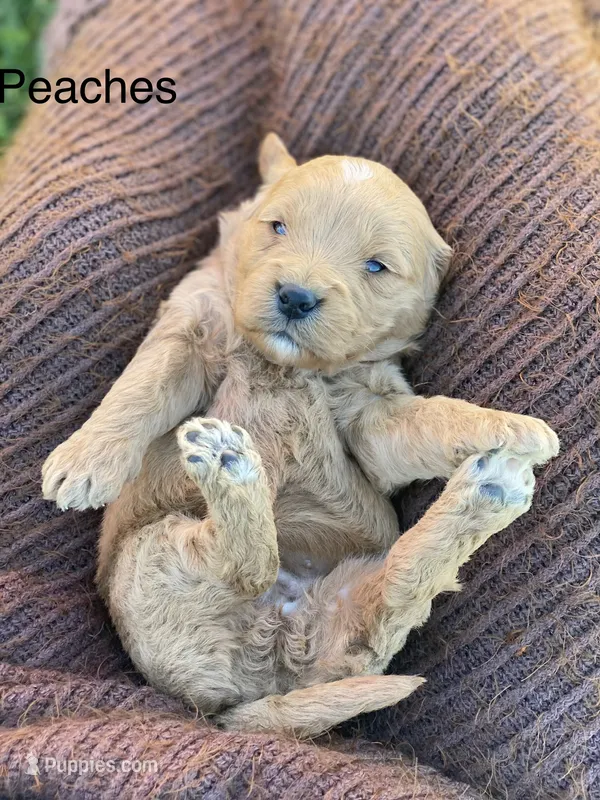 Peaches larger mini  – Goldendoodle, Golden Retriever puppy for sale in Williamson, NY