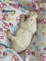 Bunny Mini , a female Goldendoodle and Poodle - Miniature  for sale in Williamson, NY – 8 of 9