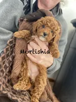 Mortishia f1bb, a female Poodle - Miniature  and Miniature Goldendoodle for sale in Williamson, NY – 4 of 7