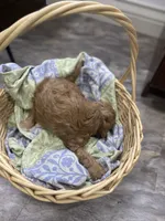 Danny, a male Cavapoo for sale in Williamson, NY – 4 of 4