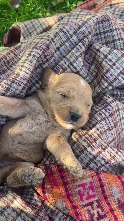 Peaches larger mini , a female Goldendoodle and Golden Retriever for sale in Williamson, NY – 7 of 7