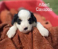 Albert mini, a male Cavapoo for sale in Williamson, NY – 6 of 9