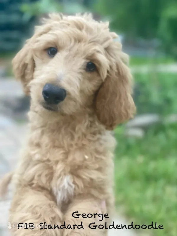 George f1B – Goldendoodle puppy for sale in Williamson, NY