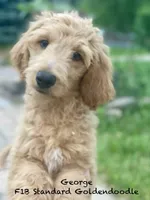 George f1B, a male Goldendoodle for sale in Williamson, NY – 1 of 7
