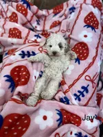 Jay, a female Poodle - Miniature  and Miniature Goldendoodle for sale in Williamson, NY – 2 of 8