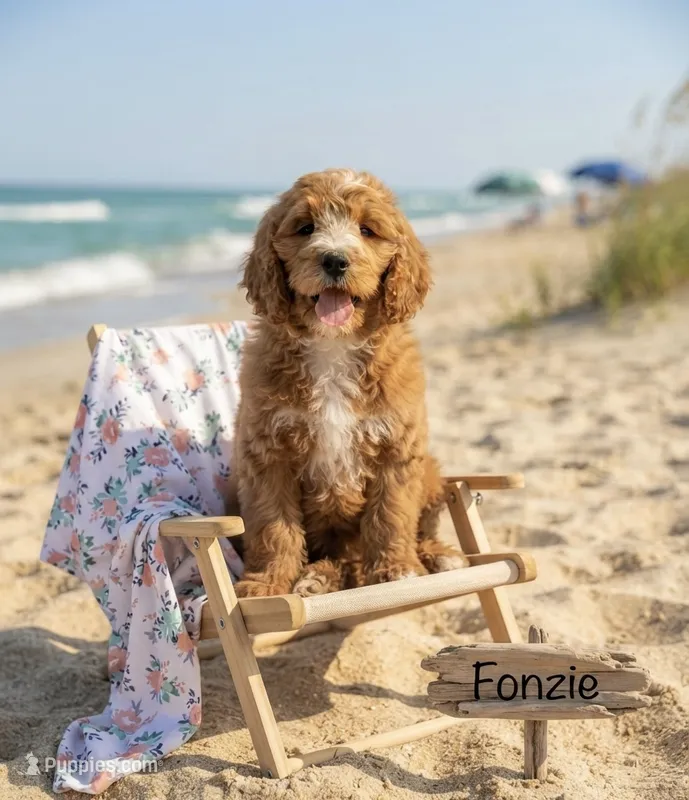 Fonzie  – Goldendoodle puppy for sale in Williamson, NY