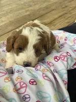 Buster , a male Cavapoo and Poodle - Miniature  for sale in Williamson, NY – 7 of 8