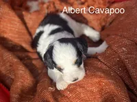Albert mini, a male Cavapoo for sale in Williamson, NY – 5 of 9