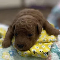 Bo-Peep, a female Goldendoodle and Poodle - Miniature  for sale in Williamson, NY – Photo 3 of 4