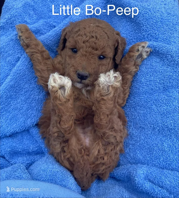 Bo-Peep – Goldendoodle, Poodle - Miniature  puppy for sale in Williamson, NY