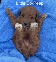 Bo-Peep can go home, a female Goldendoodle and Poodle - Miniature  for sale in Williamson, NY – 5 of 10