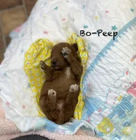 Bo-Peep, a female Goldendoodle and Poodle - Miniature  for sale in Williamson, NY – Photo 4 of 4