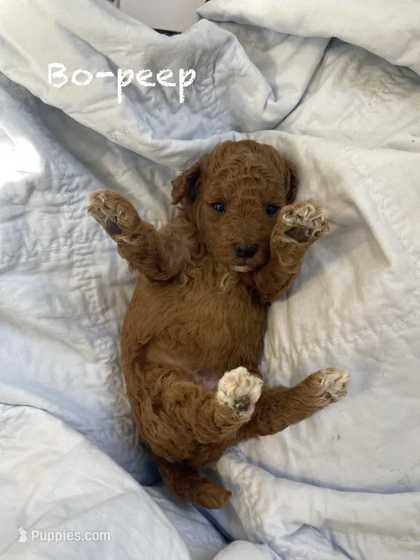 Bo-Peep – Goldendoodle, Poodle - Miniature  puppy for sale in Williamson, NY