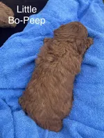 Bo-Peep can go home, a female Goldendoodle and Poodle - Miniature  for sale in Williamson, NY – 6 of 10